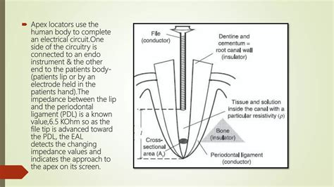 generations of apex locators ppt|ELECTRONIC APEX LOCATOR (EAL) .